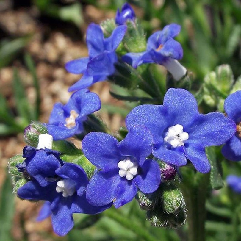 Nyári nefelejcs Blue Angel - Fokföldi atracél - Anchusa capensis, Anchusa capensis, ehető virág
